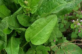 Attēlu rezultāti vaicājumam “Rumex acetosa”