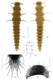 Attēlu rezultāti vaicājumam “Leiodidae larva”