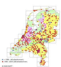 Attēlu rezultāti vaicājumam “Diderma simplex”