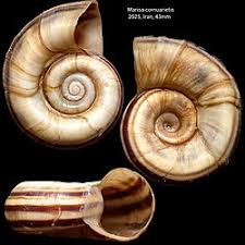 Attēlu rezultāti vaicājumam “Mollusca”