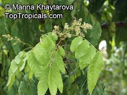 Attēlu rezultāti vaicājumam “Cribraria rubiginosa”