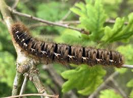 Attēlu rezultāti vaicājumam “Lasiocampa quercus larva”