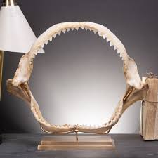 Image result for Carcharhinus obscurus