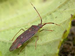 Attēlu rezultāti vaicājumam “Pantilius tunicatus”