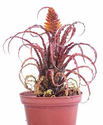 Attēlu rezultāti vaicājumam “Dicranella crispa”