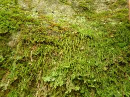 Attēlu rezultāti vaicājumam “Anomodon”