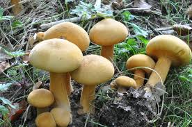 Attēlu rezultāti vaicājumam “Phaeolepiota aurea”