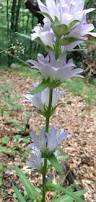 Image result for Campanula moesiaca