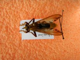 Attēlu rezultāti vaicājumam “Asilus crabroniformis”