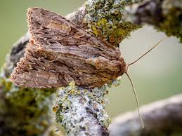 Attēlu rezultāti vaicājumam “Apamea monoglypha”
