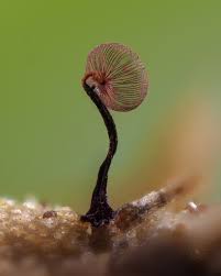 Attēlu rezultāti vaicājumam “Cribraria purpurea macro”