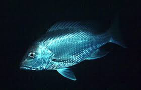 Image result for Lutjanus campechanus