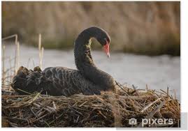 Attēlu rezultāti vaicājumam “Cygnus atratus”