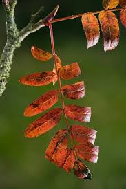Attēlu rezultāti vaicājumam “Sorbus aucuparia leaf”