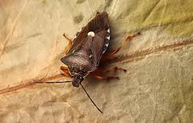 Attēlu rezultāti vaicājumam “Pinthaeus sanguinipes”