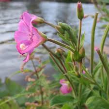 Attēlu rezultāti vaicājumam “Epilobium hirsutum”