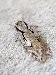 Attēlu rezultāti vaicājumam “Semioscopis steinkellneriana”