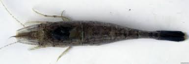 Attēlu rezultāti vaicājumam “Crangon crangon”