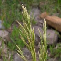 Attēlu rezultāti vaicājumam “Bromopsis inermis”