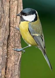 Attēlu rezultāti vaicājumam “Parus major”
