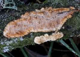 Attēlu rezultāti vaicājumam “Ceriporiopsis resinascens”