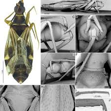 Attēlu rezultāti vaicājumam “Capsus ater imago”