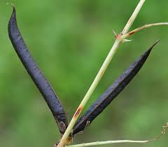 Attēlu rezultāti vaicājumam “Vicia sepium fruit”