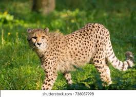 Afbeeldingsresultaat voor cheeta