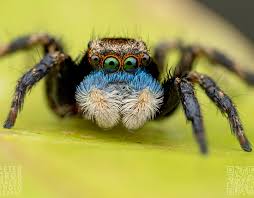 Attēlu rezultāti vaicājumam “Lycogala asperum macro”