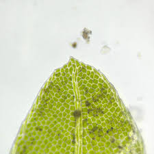 Attēlu rezultāti vaicājumam “Fissidens bryoides sporophyte”