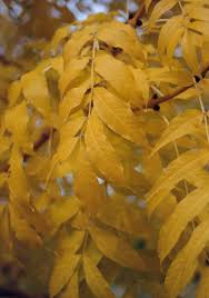 Attēlu rezultāti vaicājumam “Fraxinus excelsior”