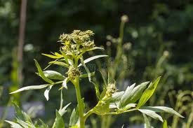Attēlu rezultāti vaicājumam “Levisticum officinale flower”