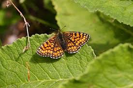 Attēlu rezultāti vaicājumam “Mellicta athalia upperside”