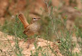 Image result for Cercotrichas galactotes