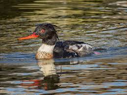 Attēlu rezultāti vaicājumam “Mergus serrator”