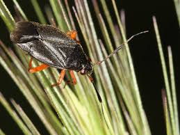 Attēlu rezultāti vaicājumam “Capsus ater”