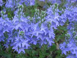 Image result for Veronica teucrium