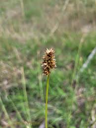 Attēlu rezultāti vaicājumam “Carex spicata”