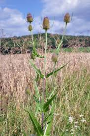 Image result for Dipsacus silvestris
