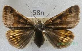 Attēlu rezultāti vaicājumam “Euclidia glyphica”