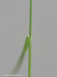 Attēlu rezultāti vaicājumam “Melica nutans”