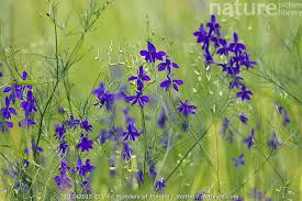 Image result for Consolida regalis