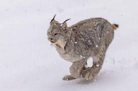 Afbeeldingsresultaat voor lynx