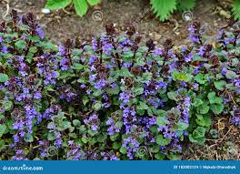 Attēlu rezultāti vaicājumam “Glechoma hederacea leaf”