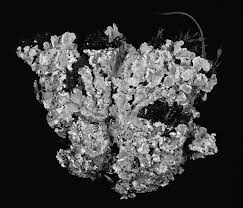 Attēlu rezultāti vaicājumam “Cetraria sepincola”