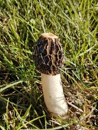 Attēlu rezultāti vaicājumam “Phallus impudicus”