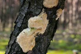 Attēlu rezultāti vaicājumam “Diplomitoporus flavescens”