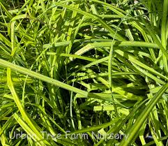 Attēlu rezultāti vaicājumam “Carex elata flower”