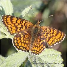 Attēlu rezultāti vaicājumam “Melitaea phoebe”