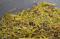 Attēlu rezultāti vaicājumam “Calliergon cordifolium”